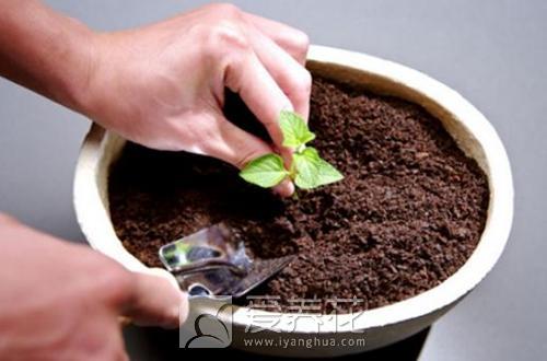 花盆土有长虫子怎么办图片