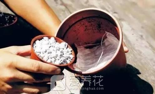 花盆土有长虫子怎么办图片