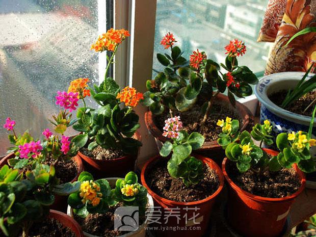 长寿花图片