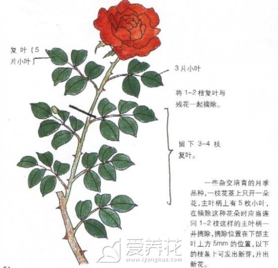 月季如何修剪图片