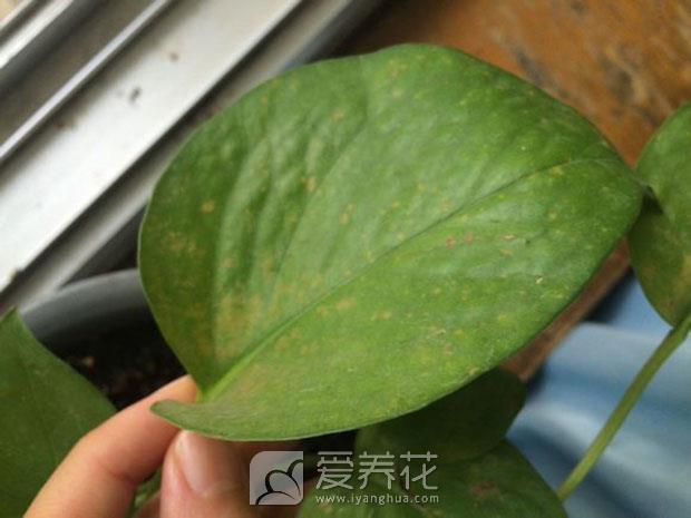 绿萝图片