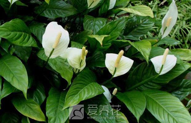 白鹤芋图片