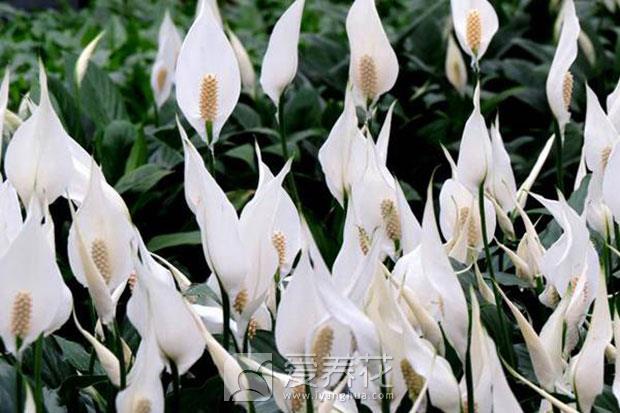 白鹤芋图片