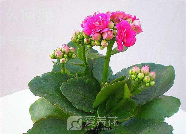 春天种花图片