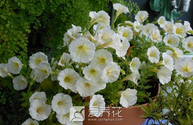 花卉图片