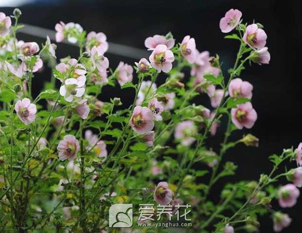花卉图片