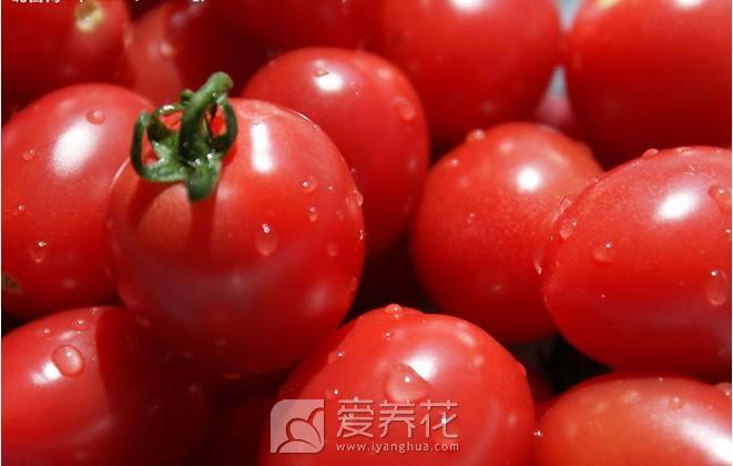 花卉图片