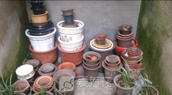 花卉图片