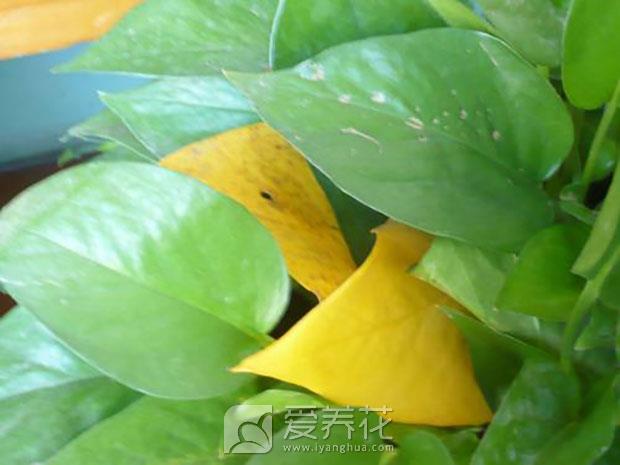 绿萝图片
