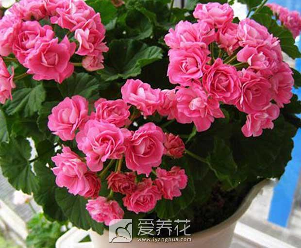 花卉图片