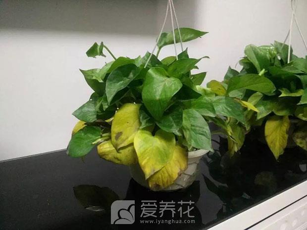 绿萝图片