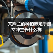 文殊兰的种植养殖手册 文殊兰长什么样(图1) 文殊兰的种植养殖手册 文殊兰长什么样(图1)