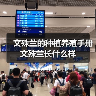 文殊兰的种植养殖手册 文殊兰长什么样(图3) 文殊兰的种植养殖手册 文殊兰长什么样(图3)