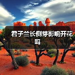 君子兰长侧芽影响开花吗（图3）