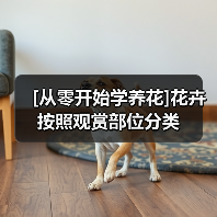 [从零开始学养花]花卉按照观赏部位分类（图4）