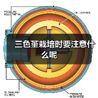 三色堇栽培时要注意什么呢(图4) 三色堇栽培时要注意什么呢(图4)