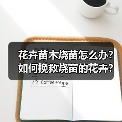花卉苗木烧苗怎么办?如何挽救烧苗的花卉?(图2) 花卉苗木烧苗怎么办?如何挽救烧苗的花卉?(图2)