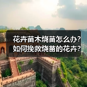 花卉苗木烧苗怎么办?如何挽救烧苗的花卉?(图4) 花卉苗木烧苗怎么办?如何挽救烧苗的花卉?(图4)