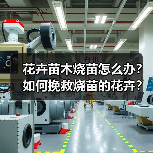 花卉苗木烧苗怎么办?如何挽救烧苗的花卉?(图1) 花卉苗木烧苗怎么办?如何挽救烧苗的花卉?(图1)