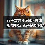 花卉营养不良的7种表现有哪些 花卉缺铁缺镁(图3) 花卉营养不良的7种表现有哪些 花卉缺铁缺镁(图3)