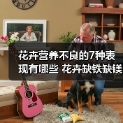 花卉营养不良的7种表现有哪些 花卉缺铁缺镁(图2) 花卉营养不良的7种表现有哪些 花卉缺铁缺镁(图2)