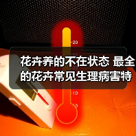 花卉养的不在状态 最全的花卉常见生理病害特征和防治手册(图4) 花卉养的不在状态 最全的花卉常见生理病害特征和防治手册(图4)