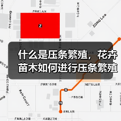 什么是压条繁殖,花卉苗木如何进行压条繁殖(图1) 什么是压条繁殖,花卉苗木如何进行压条繁殖(图1)