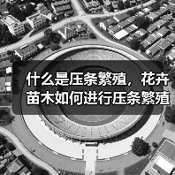 什么是压条繁殖,花卉苗木如何进行压条繁殖(图3) 什么是压条繁殖,花卉苗木如何进行压条繁殖(图3)