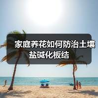 家庭养花如何防治土壤盐碱化板结（图2）