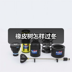 橡皮树怎样过冬(图3) 橡皮树怎样过冬(图3)