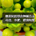 橡皮树的综合种植方法 花语、水肥、修剪和繁殖(图1) 橡皮树的综合种植方法 花语、水肥、修剪和繁殖(图1)