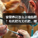 家里养花怎么正确施肥?有机肥与无机肥,哪一种更好?(图1) 家里养花怎么正确施肥?有机肥与无机肥,哪一种更好?(图1)