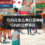 芍药花怎么养以及种植芍药的注意事项(图3) 芍药花怎么养以及种植芍药的注意事项(图3)