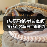 [从零开始学养花]如何养花？总结最全面的养花八个误区（图4）