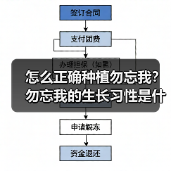 怎么正确种植勿忘我?勿忘我的生长习性是什么?(图3) 怎么正确种植勿忘我?勿忘我的生长习性是什么?(图3)