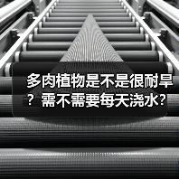 多肉植物是不是很耐旱？需不需要每天浇水？多肉植物该怎么浇水？（图4）