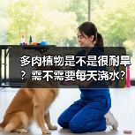 多肉植物是不是很耐旱？需不需要每天浇水？多肉植物该怎么浇水？（图1）