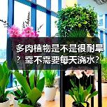 多肉植物是不是很耐旱？需不需要每天浇水？多肉植物该怎么浇水？（图3）