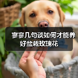 寥寥几句谈如何才能养好盆栽玫瑰花(图3) 寥寥几句谈如何才能养好盆栽玫瑰花(图3)