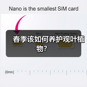 春季该如何养护观叶植物？（图1）