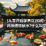 [从零开始学养花]如何判断植物缺水?什么叫见干见湿?三分钟学会浇花方法（图4）