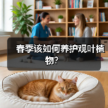 春季该如何养护观叶植物？（图2）