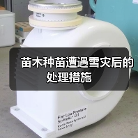 苗木种苗遭遇雪灾后的处理措施（图3）