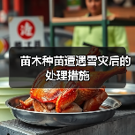 苗木种苗遭遇雪灾后的处理措施（图4）
