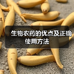 生物农药的优点及正确使用方法（图4）