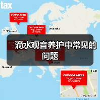 滴水观音养护中常见的问题（图3）