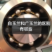白玉兰和广玉兰的区别有哪些(图1) 白玉兰和广玉兰的区别有哪些(图1)