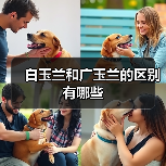 白玉兰和广玉兰的区别有哪些(图2) 白玉兰和广玉兰的区别有哪些(图2)