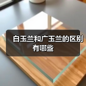 白玉兰和广玉兰的区别有哪些(图3) 白玉兰和广玉兰的区别有哪些(图3)