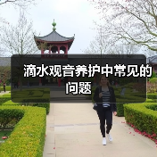滴水观音养护中常见的问题（图2）